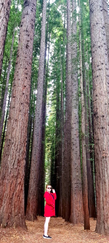 Sarah Nguyễn tại ừng cây gỗ đỏ tại New Zealand (The Redwoods)